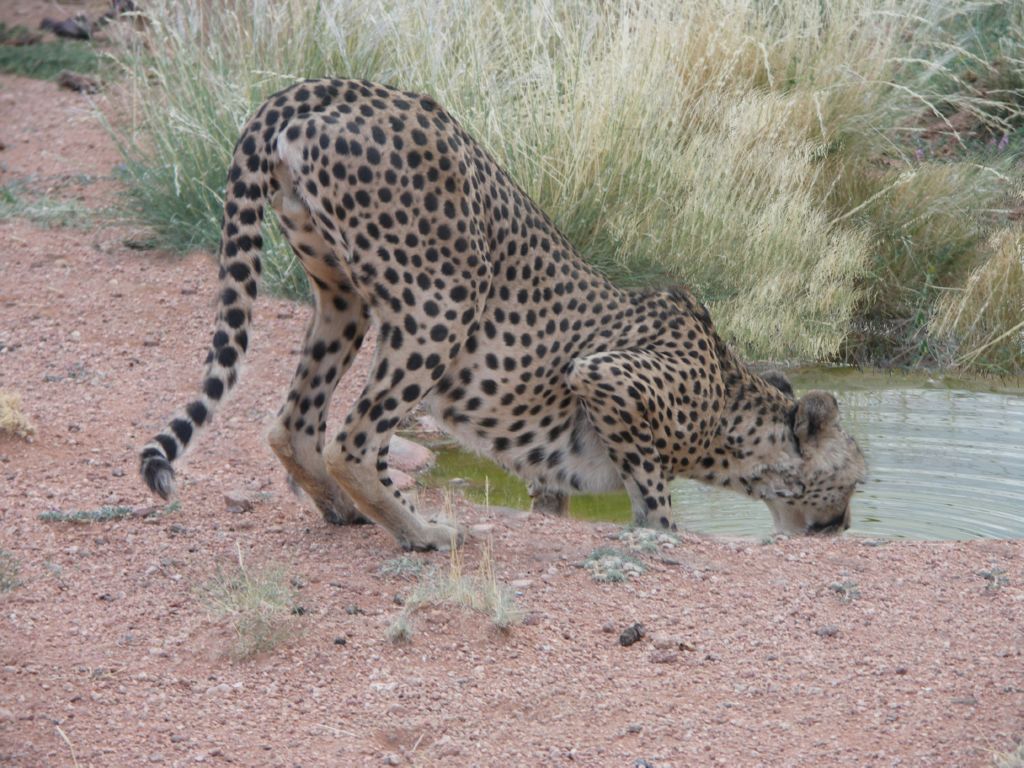 leopard 